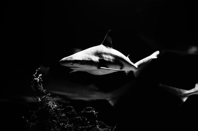 shark in water