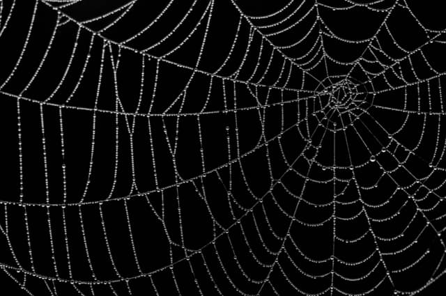 A spider web