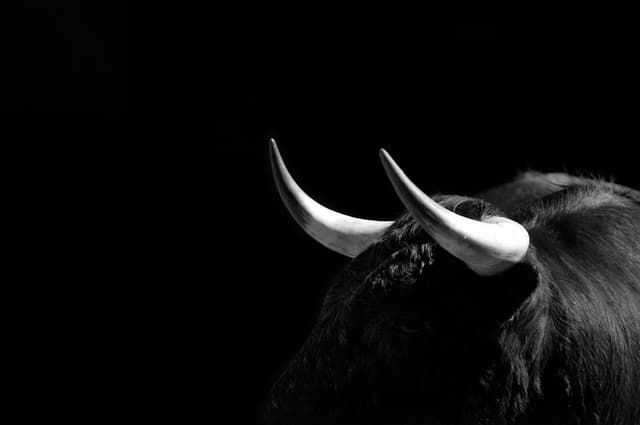 a bull's head and shoulders silhouetted against a completely black background