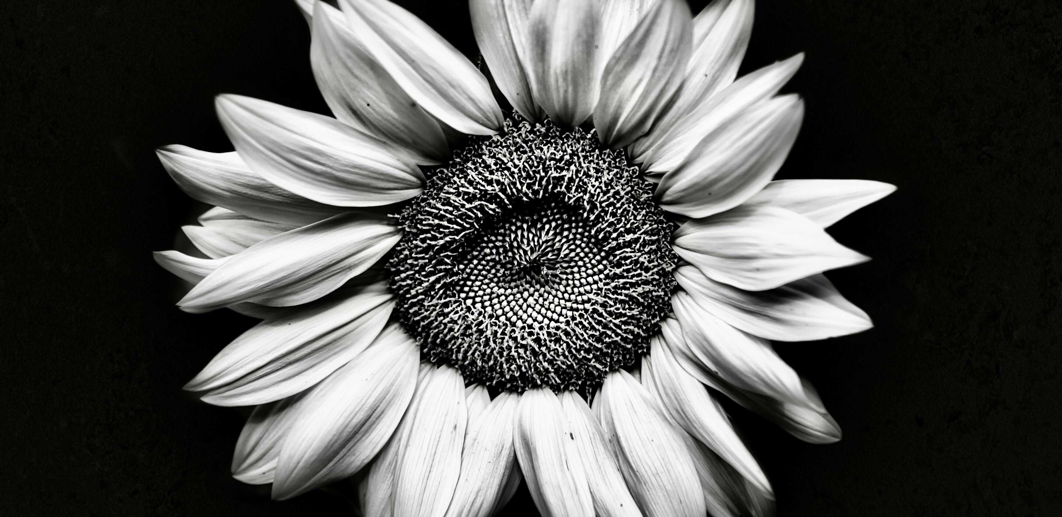 A close up image of a sunflower, in black and white