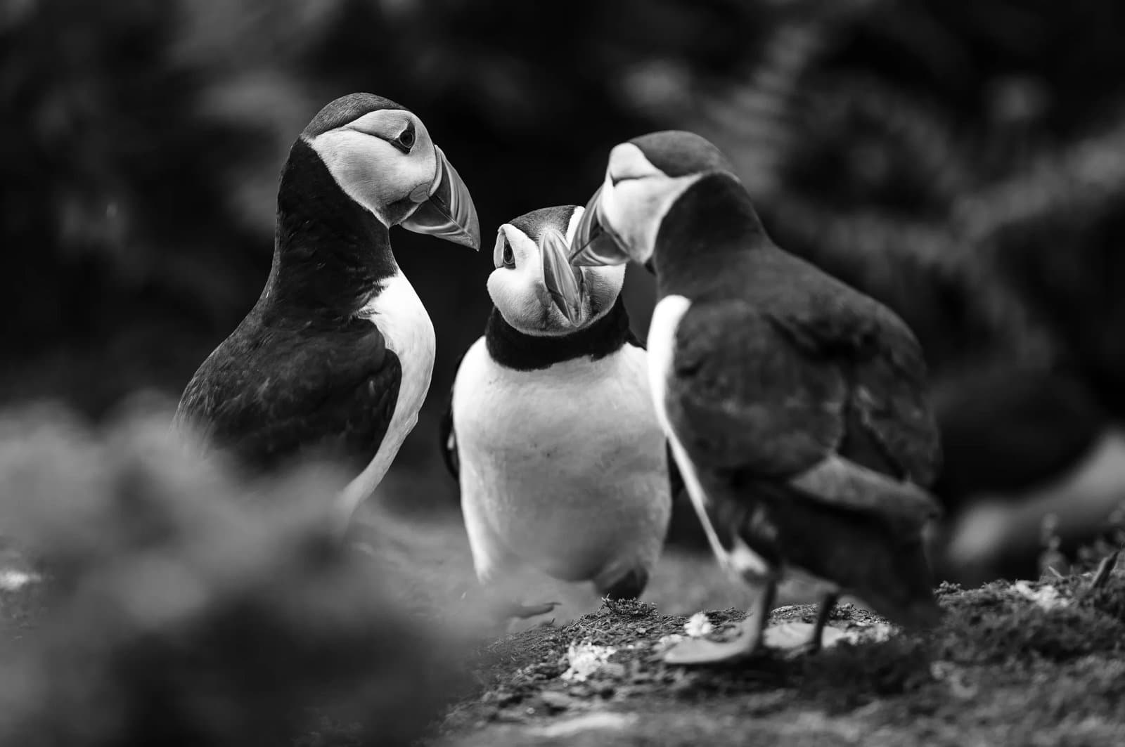 Three puffins appearing to converse together in a huddle. 