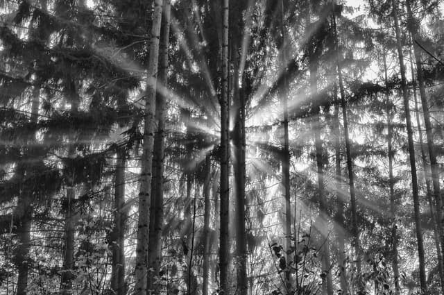 Sunlight passing through a dense forest.