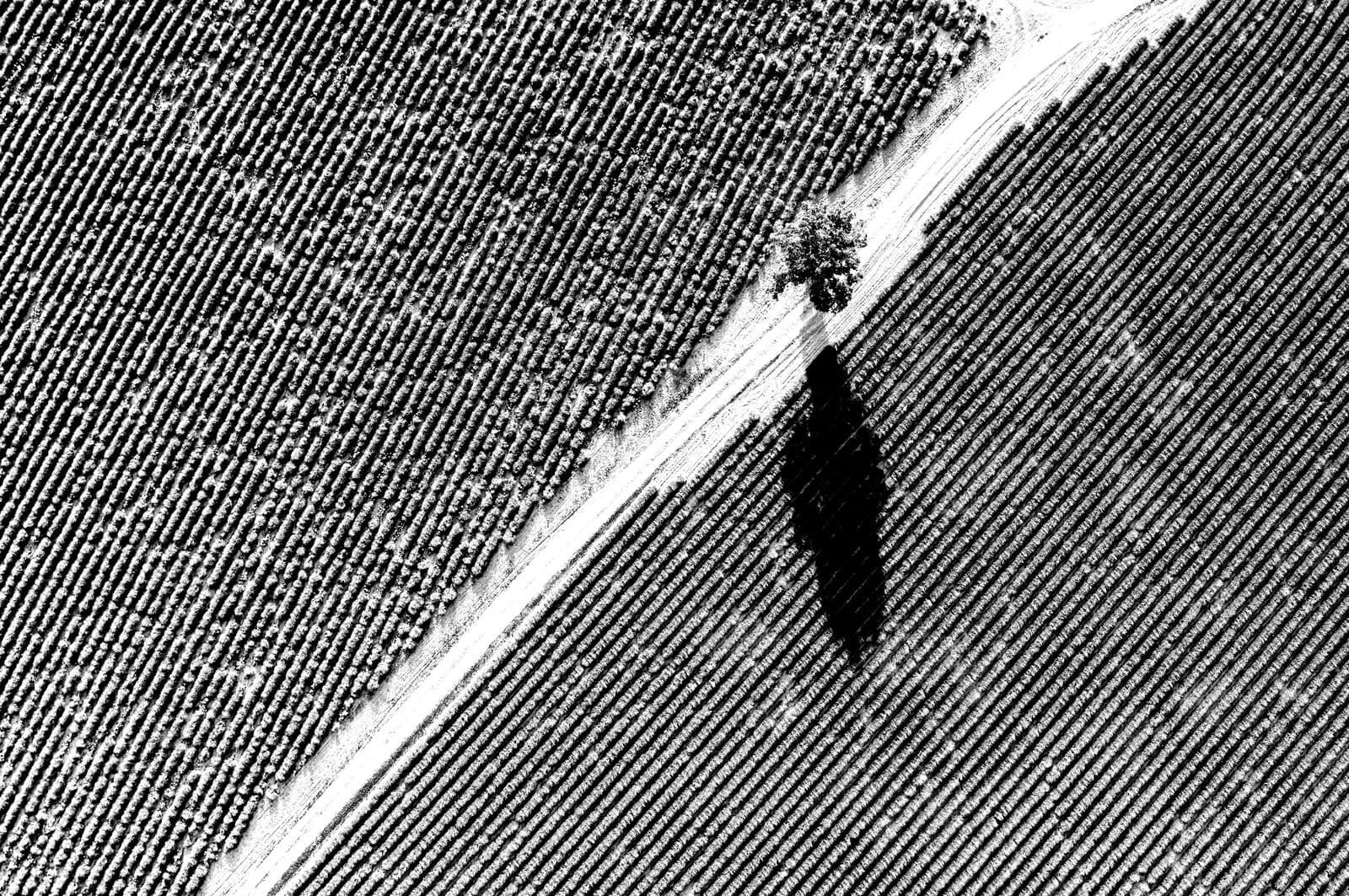 Large tree casting a shadow over crops in a field