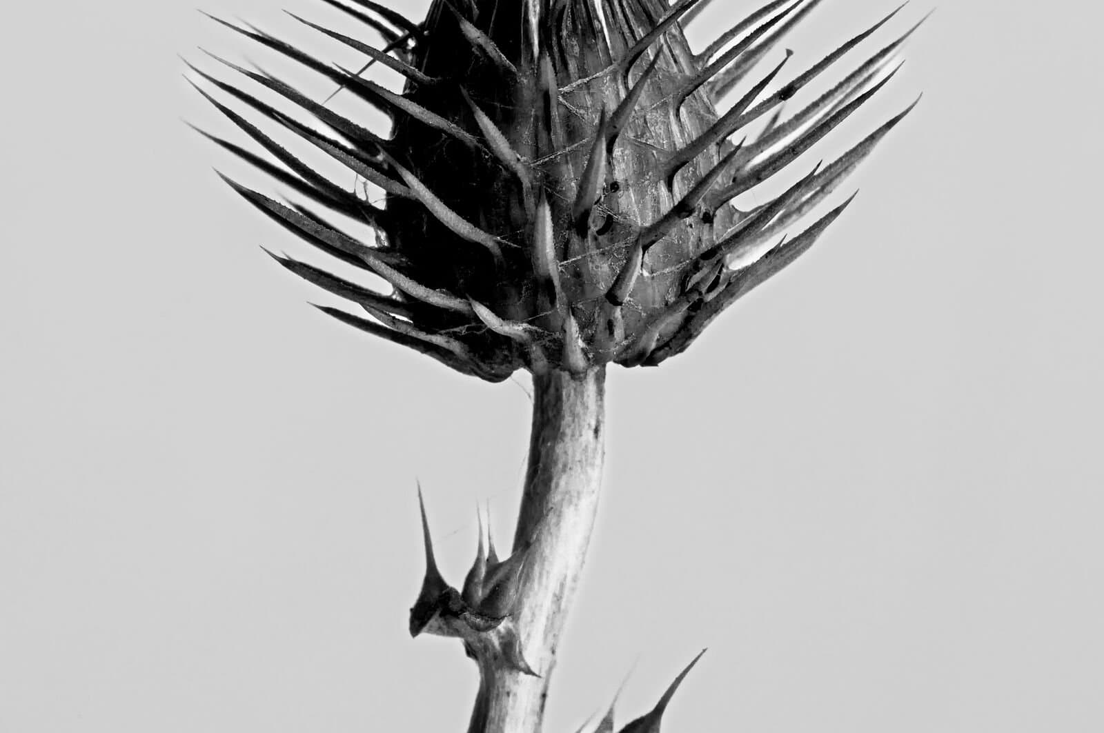 A single plant in black and white