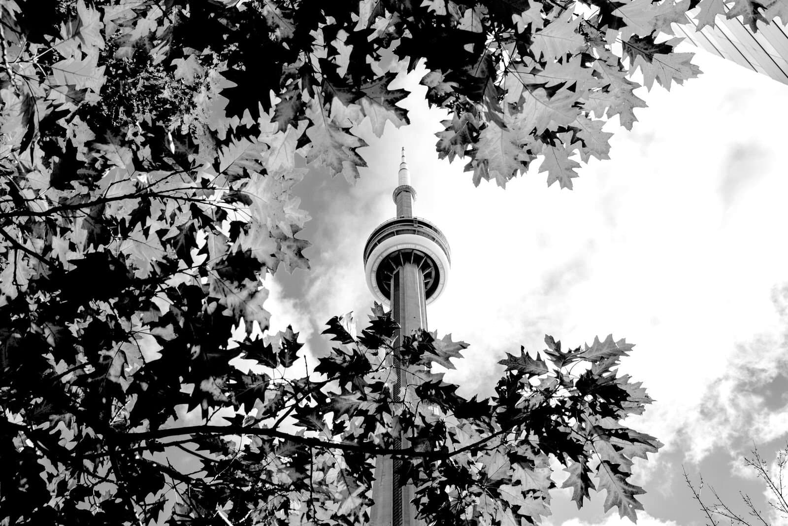 Fall leaves surrounding the Toronto CN Tower 