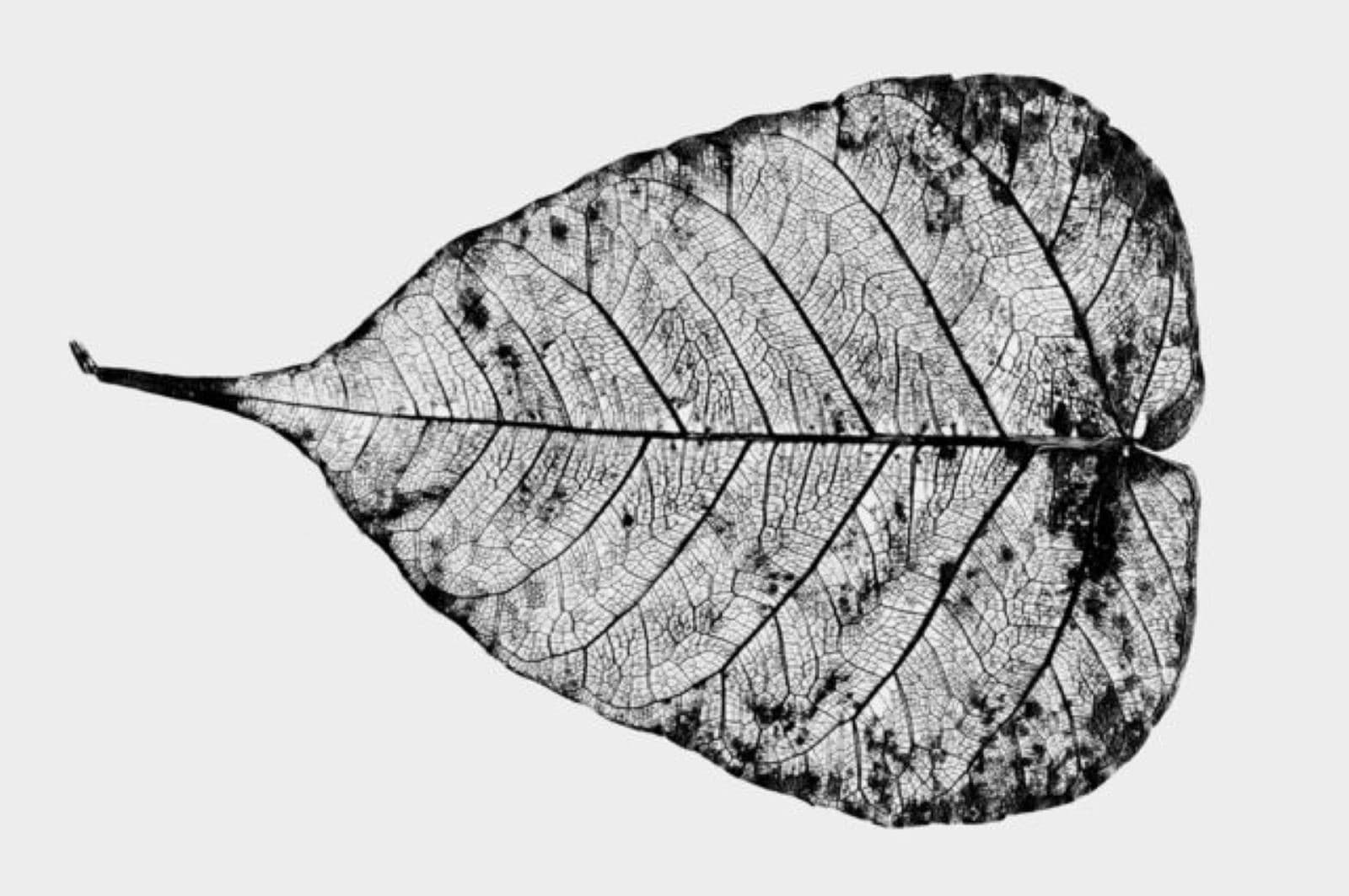 Single weathered leaf