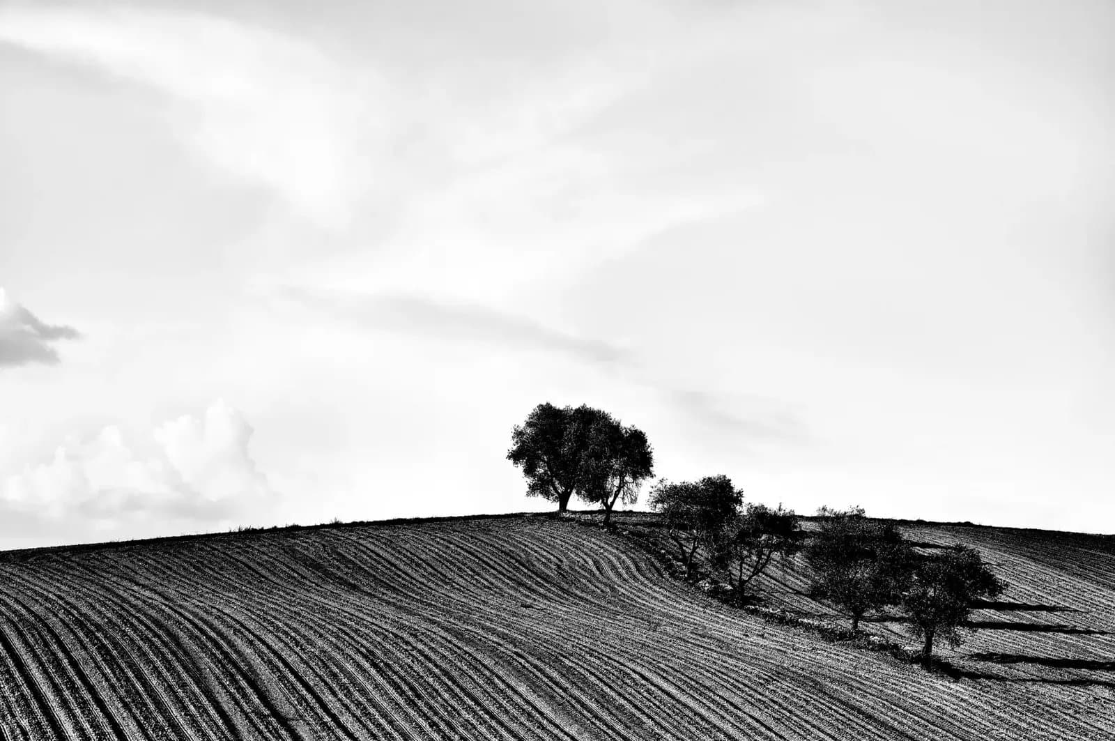 Agricultural fields